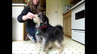 Awesome dog trick, Limping performed by Koby AKA Puppy Einstein