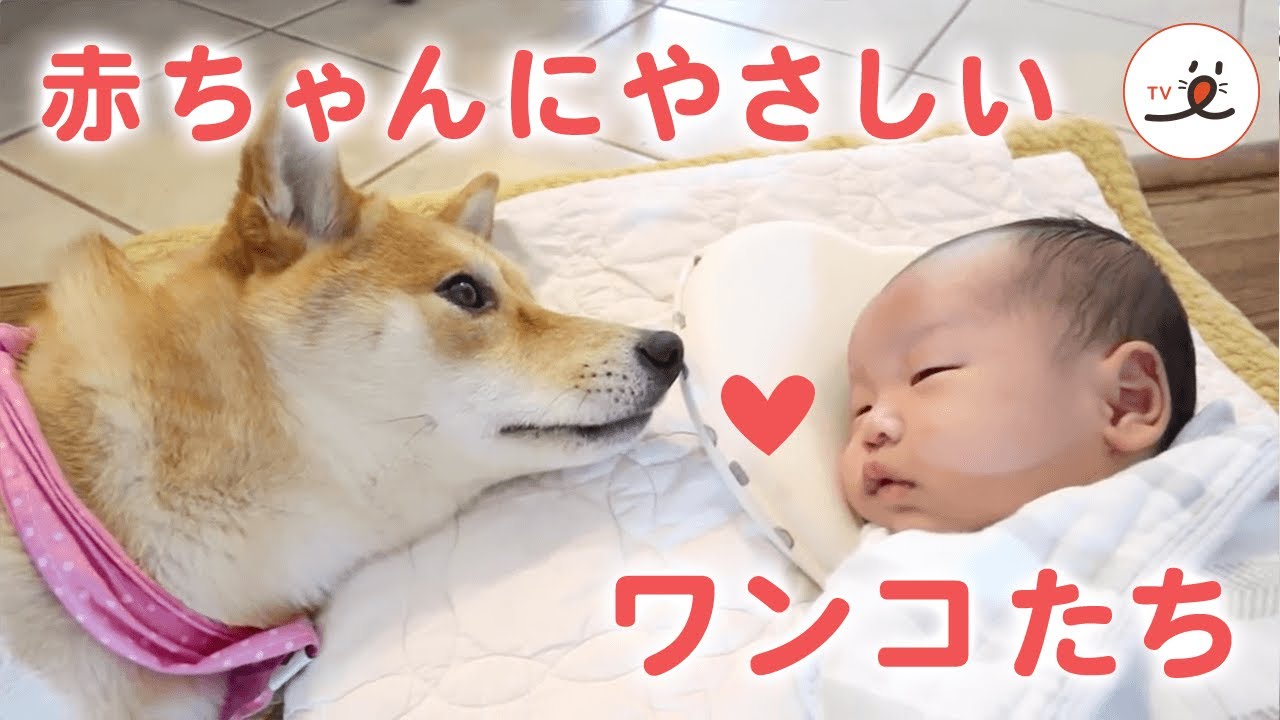 かわいい犬 赤ちゃんにやさしく接するワンコたち Peco Youtube
