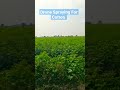 Cotton Field Drone Spraying