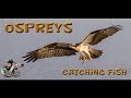 Bird photography - Osprey catching fish