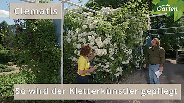 Wie wurzelt eine Clematis?