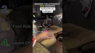 Ranked The Funniest Dog Moments...