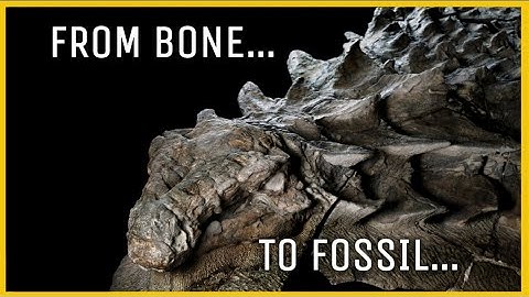 Fossilization Process Simply Explained