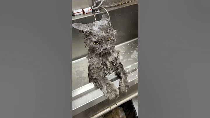 Watch the video about Myths Say Cats Hate Water? 😻 Cats Actually Love Water 💦 | You Won’t Believe This!