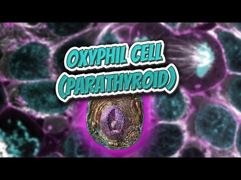Oxyphil cell parathyroid (Everything Human Cells) ??️??✅