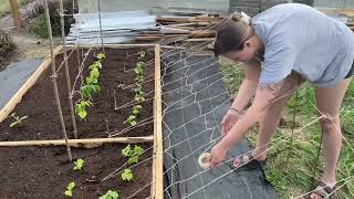 BUDGET FRIENDLY DIY Cucumber/Bean Bamboo + Twine Trellis | ZONE 3 B