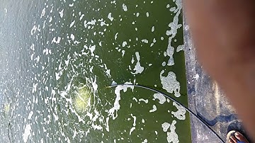 Biofloc Litopenaeus Vannamei Shrimp Culture Part 1