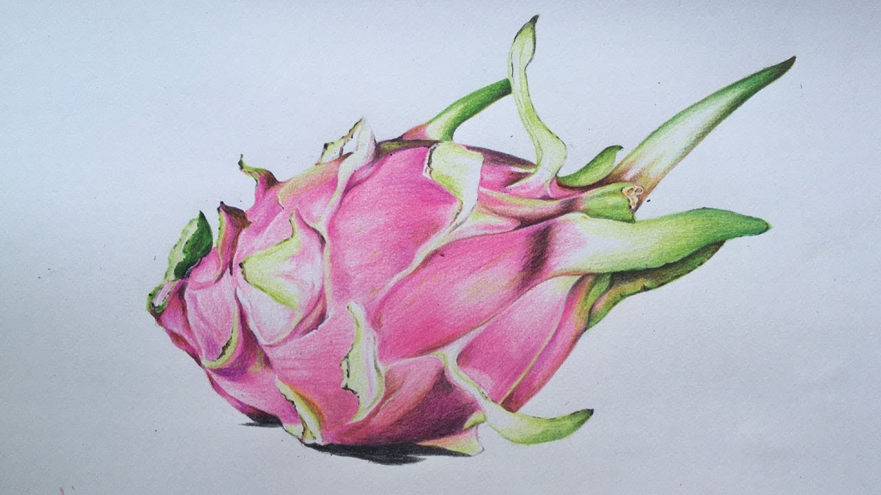 Featured image of post Dragon Fruit Drawing For Kids 1 draw a rectangle that will define the conditional proportions and boundaries of the chosen drawing