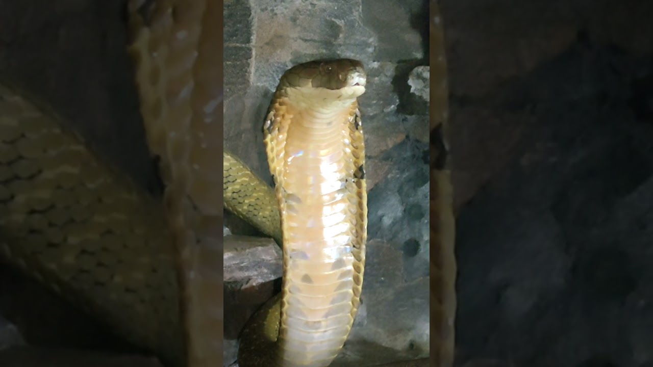 KING COBRA JAGAD MUDA