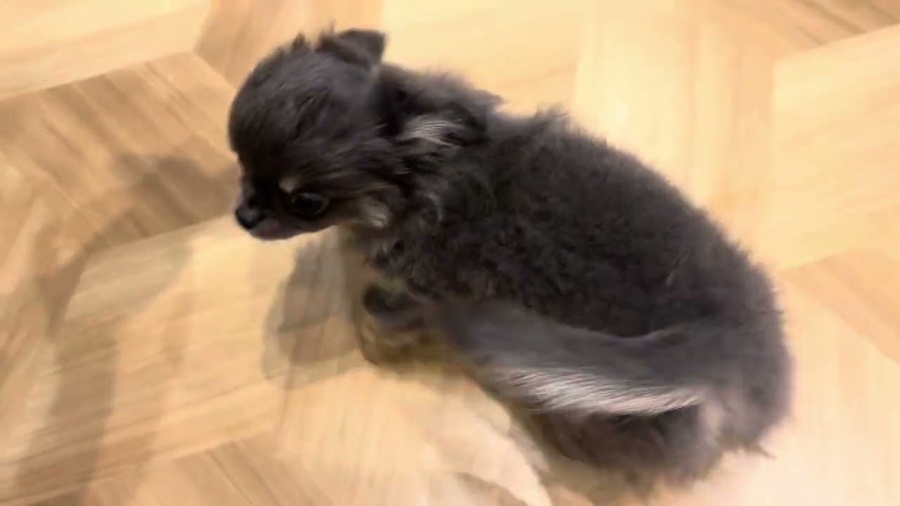 62645 チワワ - YouTube