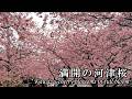 【2026年版】満開の河津桜＠静岡県伊豆・河津町 (※2026年2月16日 月曜の午後 撮影)