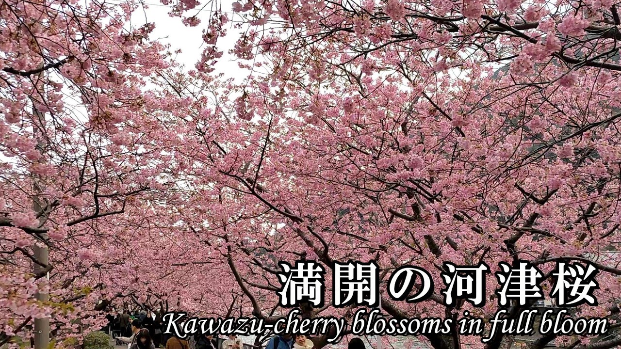 2026年版】満開の河津桜＠静岡県伊豆・河津町 (※2026年2月16日 月曜の