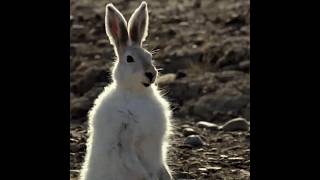 Mother Rabbits Brave Sacrifice Against The Wolf shorts wildlife