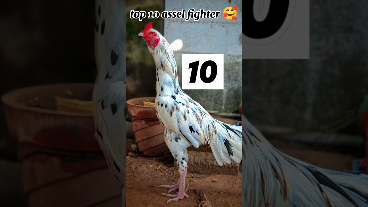 top 10 fighter assel 🥰  Pakistan top 10 fighter assel 