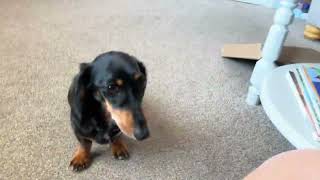 Information My dog Bella Guide
