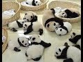 赤ちゃんパンダの兄弟げんかが微笑ましい💓【パンダシャンシャンチャンネル】 Baby panda's brotherhood fights are pleasant
