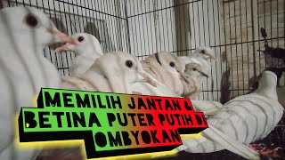 Membedakan JANTAN dan BETINA burung PUTER PUTIH