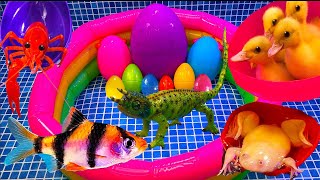 Colorful Surprise Eggs, Duck, Duckling, Lobster, Snake, Koi, Frog, Butterfly Fish, Goldfish