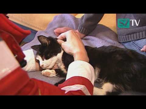 Video: Wie Katzen Eingeschläfert Werden