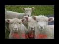ما هو الكائن الاخوانى