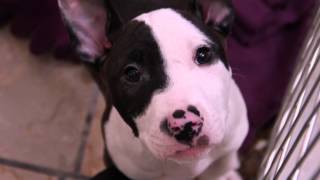 Maddie's Pet Adoption Days May 30th and 31st PSA - Indy 500