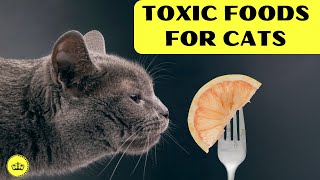 Cats: Human Foods that CAN BE DEADLY to Your Furry Friend!