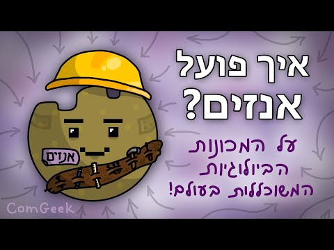 וִידֵאוֹ: למי פועלים אנזימים?