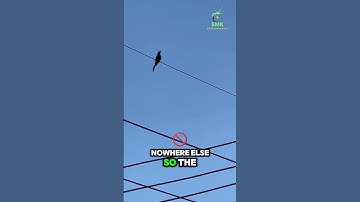 The Secret Reason Birds Don’t Get Electrocuted on Power Lines! #smkentertainment #facts #animalfacts