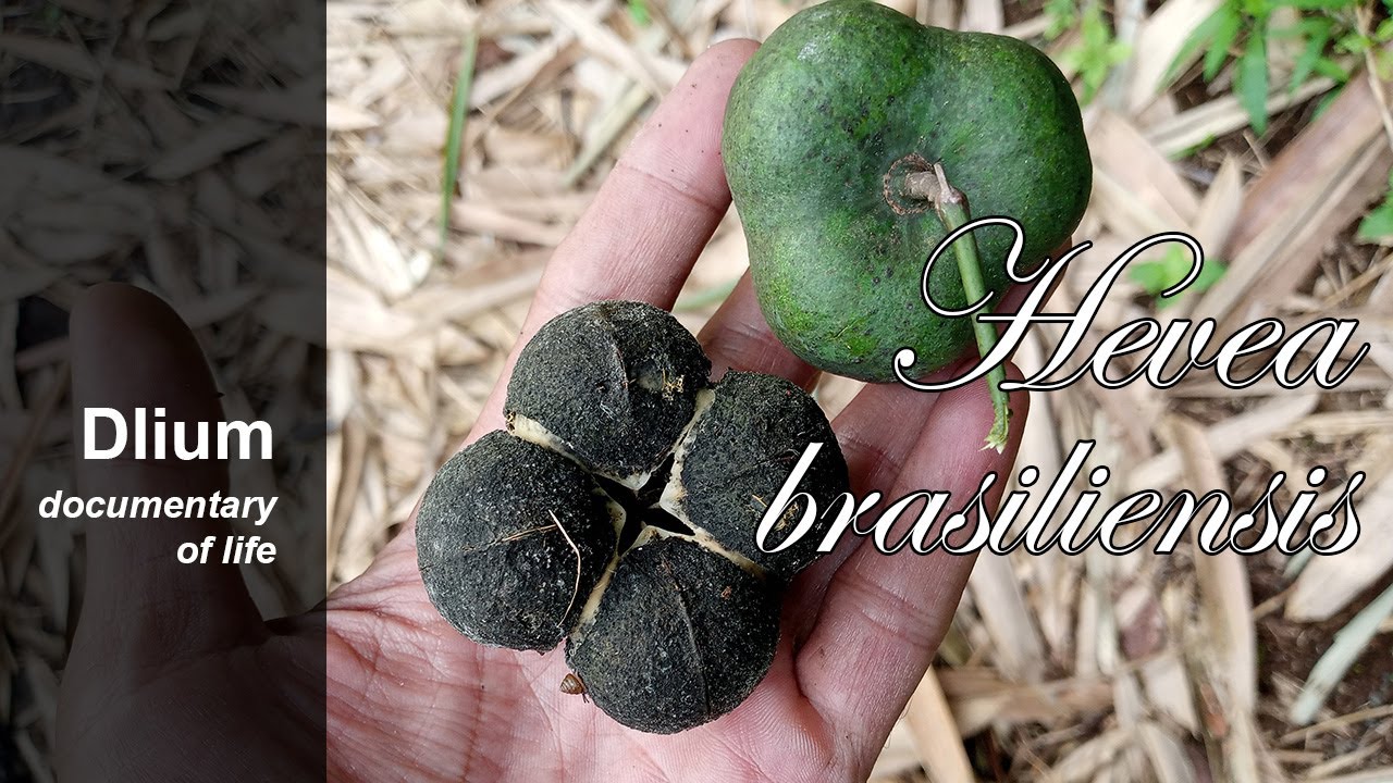 Rubber tree (Hevea brasiliensis) - part 4