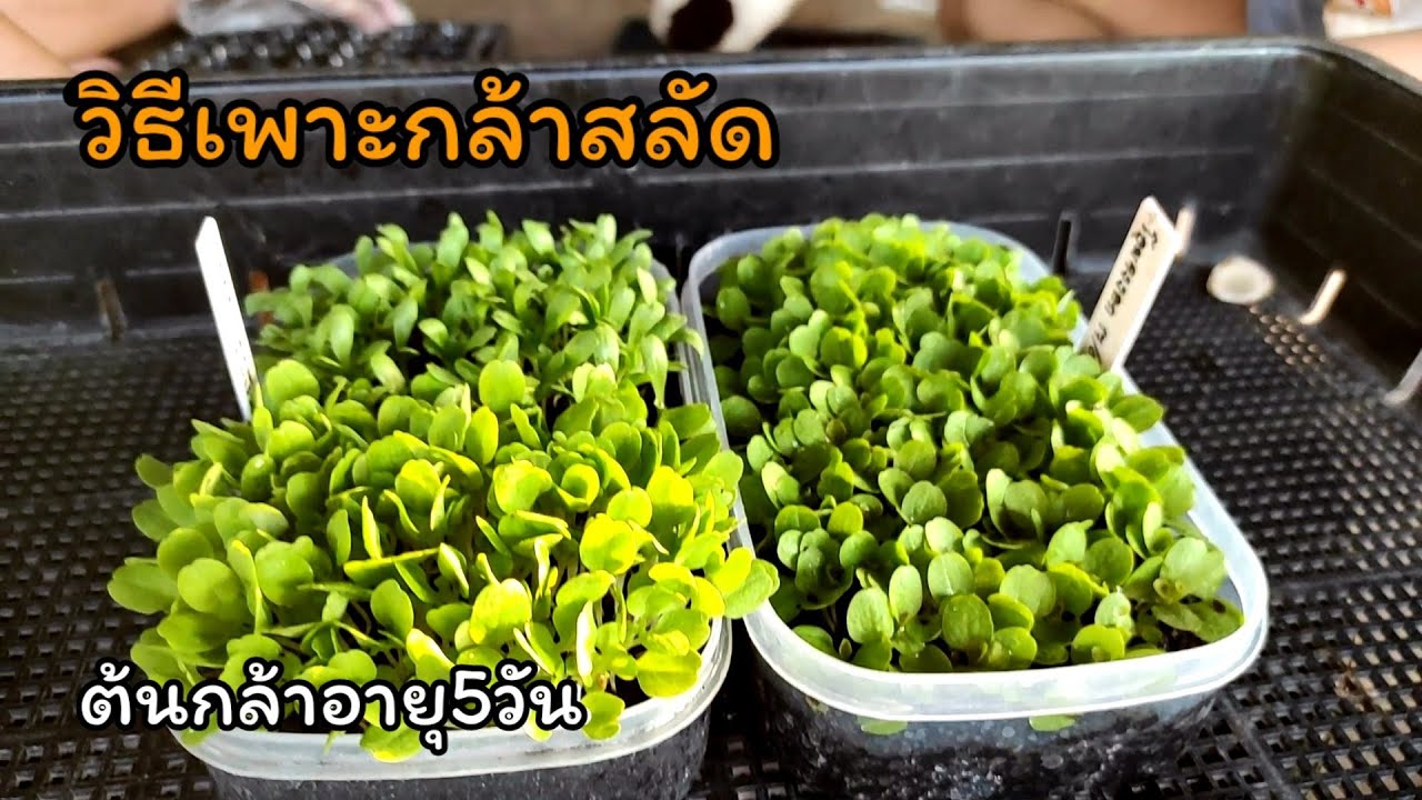 เพาะกล้าสลัด ปลูกผักสลัดในสวน  เกษตรสุขกลางกรุง