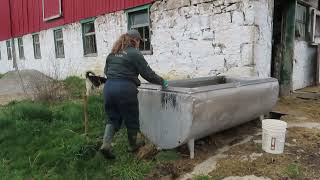 Cleaning the Outdoor Water Trough