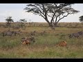 Lion Kill Serengeti N.P. "The Full Story"