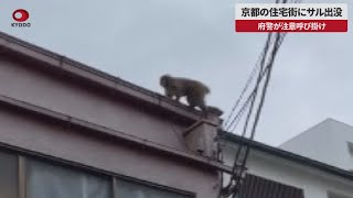 【速報】京都の住宅街にサル出没 府警が注意呼び掛け