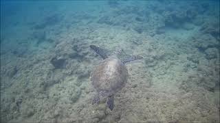 Морские черепахи,Сиде