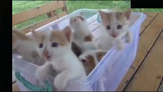 Cute Amazing Baby Cats💗Video Collection #7 PetsCollection by CatsNDogs365 2 views 4 years ago 2 minutes, 19 seconds