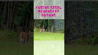 Lucu, Expresi Kucing saat gagal menangkap Burung di sangkar