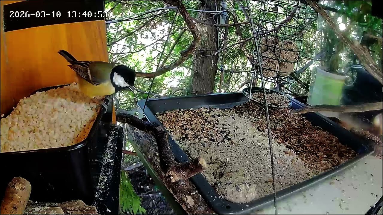 Früher Nachmittag an der Nuss-Tanke, Teil 1 (10.03.2026) 