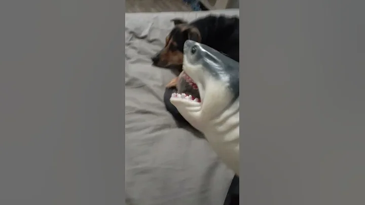 sharon vs shark puppet who will win the argument