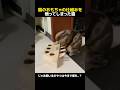 猫のおもちゃの仕組みを悟ってしまった猫