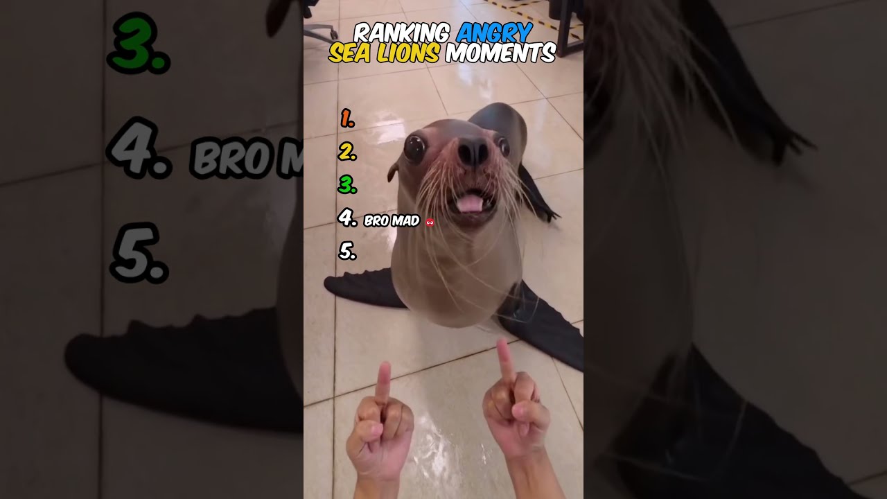 Ranking Angry Sea lions Moments