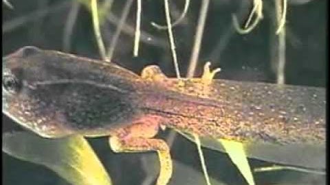 Animal Groups  Beginning Classification