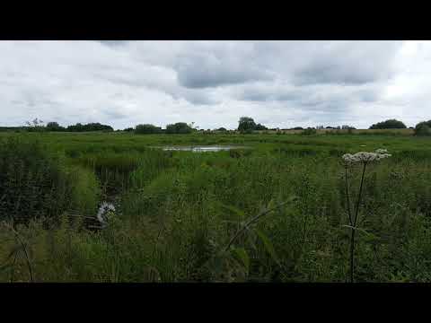 Sound of Marsh Frogs