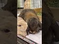 姉さんウサギと居ると安心する耳なが弟ウサギ うさぎ Rabbit 姉さんウサギと居ると安心する耳なが弟ウサギ うさぎ Rabbit