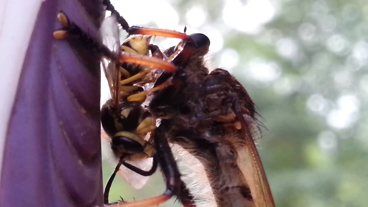 What is the strongest flying insect? Rankiing Wiki Facts, Films