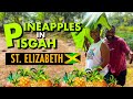 Pineapple Farm Tour! Pisgah, St. Elizabeth Part 1