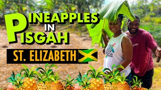 Pineapple Farm Tour! Pisgah, St. Elizabeth Part 1