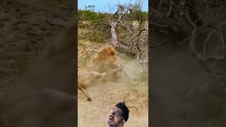 Male lion kills a hyena crazy animals nature trending vlog viral shorts wildlife africa