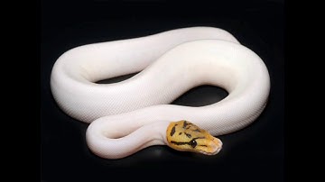 Coolest ball python mutations