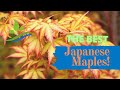 Best Japanese Maples of All-Time! (Landscape Ideas)