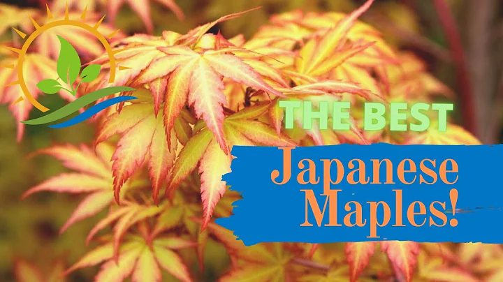 3 All-Time Best Upright Japanese Maples! (Landscap...